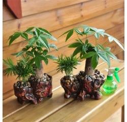 南昌绿植盆栽